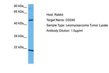 CD248 Rabbit Polyclonal Antibody