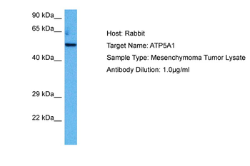 ATP5F1A Rabbit Polyclonal Antibody