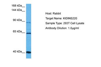 KIDINS220 Rabbit Polyclonal Antibody
