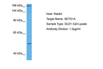 SETD1A Rabbit Polyclonal Antibody