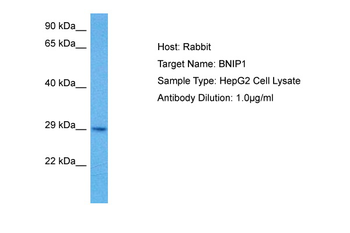BNIP1 Rabbit Polyclonal Antibody