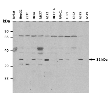 CASP3 Rabbit Polyclonal Antibody