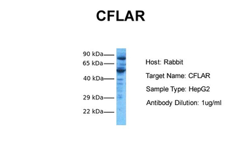 CFLAR Rabbit Polyclonal Antibody