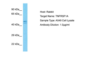 TNFRSF1A Rabbit Polyclonal Antibody