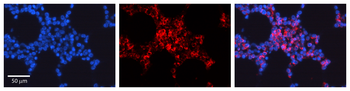 CDC42 Rabbit Polyclonal Antibody