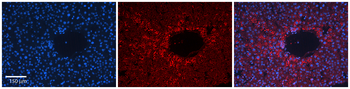 CDC42 Rabbit Polyclonal Antibody