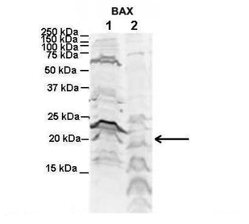BAX Rabbit Polyclonal Antibody