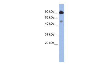 BCL2L13 Rabbit Polyclonal Antibody