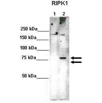 RIPK1 Rabbit Polyclonal Antibody