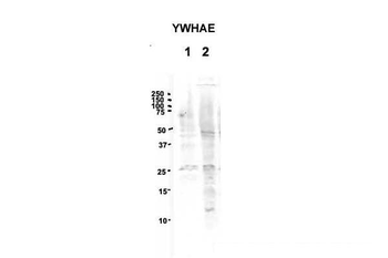 YWHAE Rabbit Polyclonal Antibody