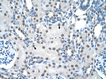YWHAQ Rabbit Polyclonal Antibody