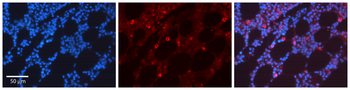 CDK6 Rabbit Polyclonal Antibody