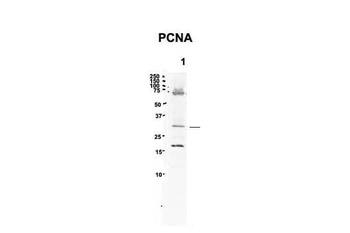 PCNA Rabbit Polyclonal Antibody