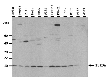 CCL8 Rabbit Polyclonal Antibody