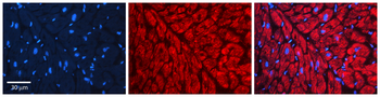 HSP90AB1 Rabbit Polyclonal Antibody