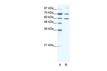 HSP90AB1 Rabbit Polyclonal Antibody
