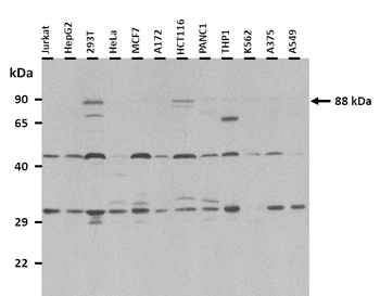 STAT3 Rabbit Polyclonal Antibody
