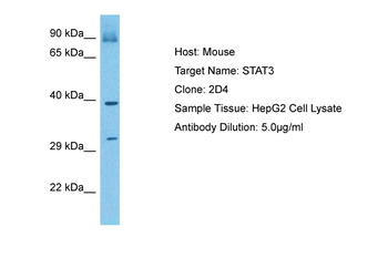 STAT3 Rabbit Polyclonal Antibody