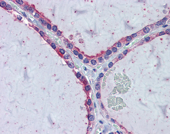 KIF20A Rabbit Polyclonal Antibody