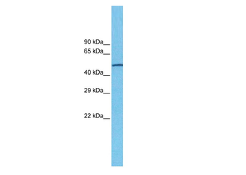 CHRNA7 Rabbit Polyclonal Antibody