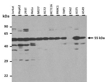 CHRNA9 Rabbit Polyclonal Antibody
