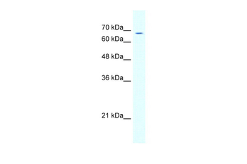 GABRD Rabbit Polyclonal Antibody