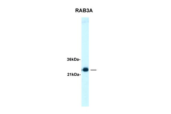 RAB3A Rabbit Polyclonal Antibody