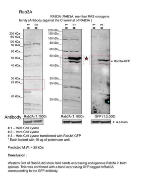 RAB3A Rabbit Polyclonal Antibody