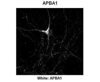APBA1 Rabbit Polyclonal Antibody