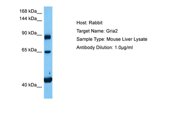 GRIA2 Rabbit Polyclonal Antibody