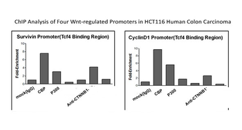 CTNNB1 Rabbit Polyclonal Antibody
