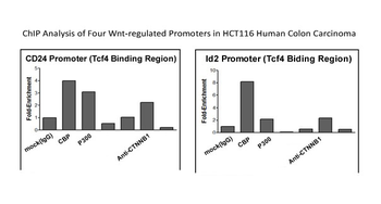 CTNNB1 Rabbit Polyclonal Antibody