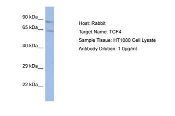 TCF4 Rabbit Polyclonal Antibody