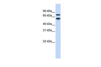 NR2C1 Rabbit Polyclonal Antibody