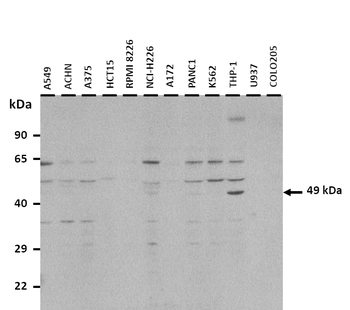 RUNX1 Rabbit Polyclonal Antibody
