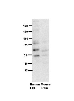 RUNX1 Rabbit Polyclonal Antibody