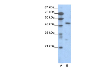 TCF7 Rabbit Polyclonal Antibody