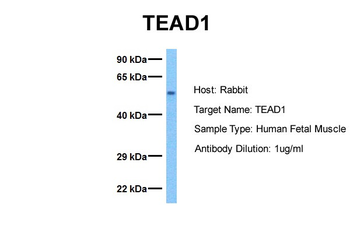 TEAD1 Rabbit Polyclonal Antibody