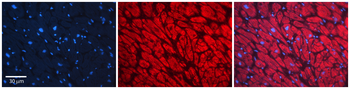 NFKBIA Rabbit Polyclonal Antibody