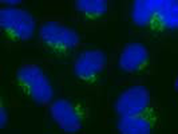 NUCB1 Rabbit Polyclonal Antibody