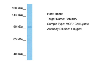 FAM40A Rabbit Polyclonal Antibody