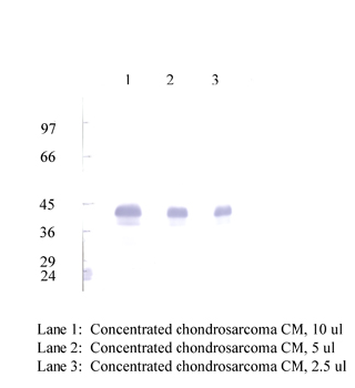 Anti-CHI3L1 Rabbit Polyclonal Antibody