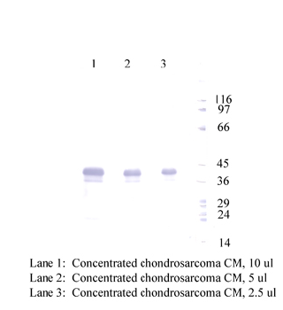 Anti-CHI3L1 Rabbit Polyclonal Antibody