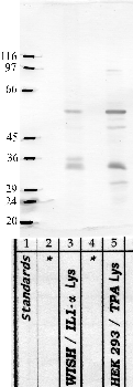 Anti-SerpinB7 Rabbit Polyclonal Antibody