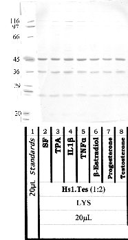 Anti-TMPRSS13 Rabbit Polyclonal Antibody