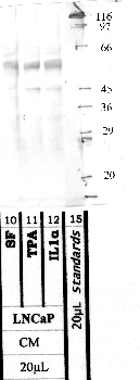 Anti-TMPRSS13 Rabbit Polyclonal Antibody