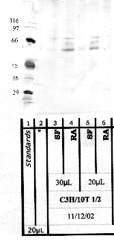 Anti-TMPRSS11A Rabbit Polyclonal Antibody