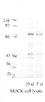 Anti-PREP Rabbit Polyclonal Antibody