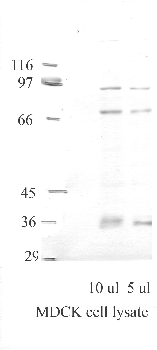Anti-PREP Rabbit Polyclonal Antibody