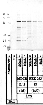 Anti-PREP Rabbit Polyclonal Antibody